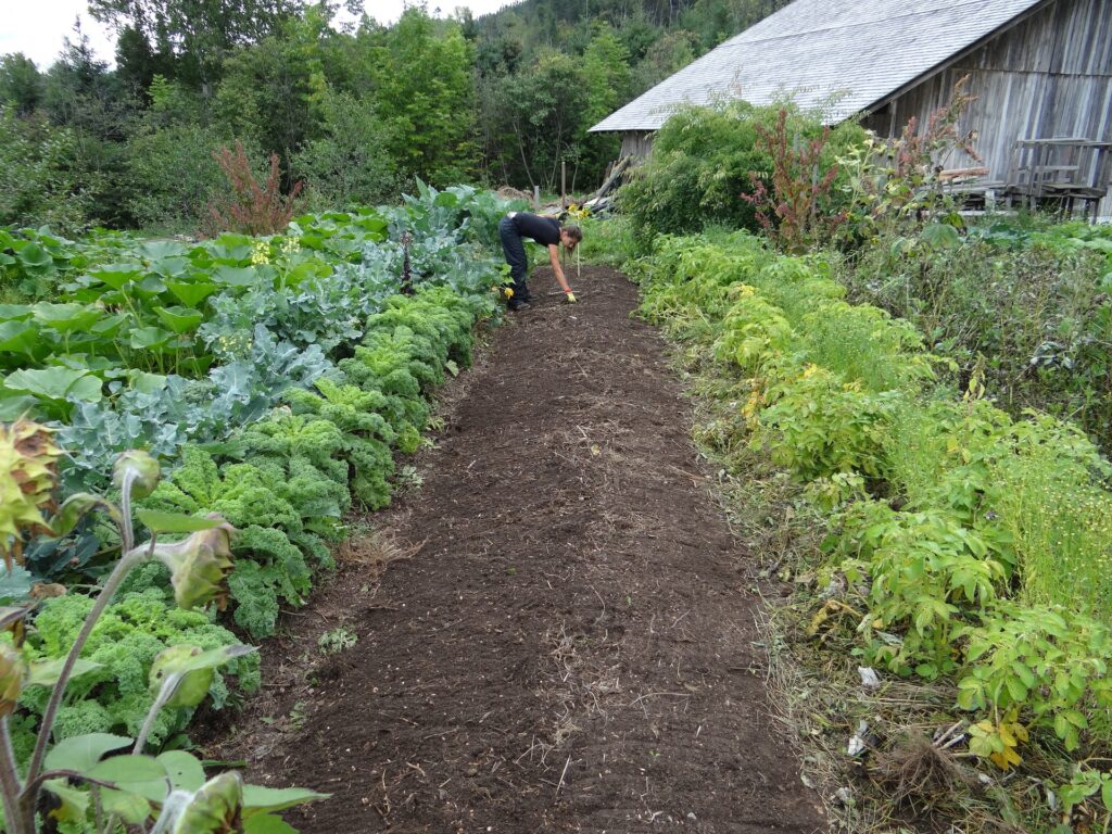 kitchen garden