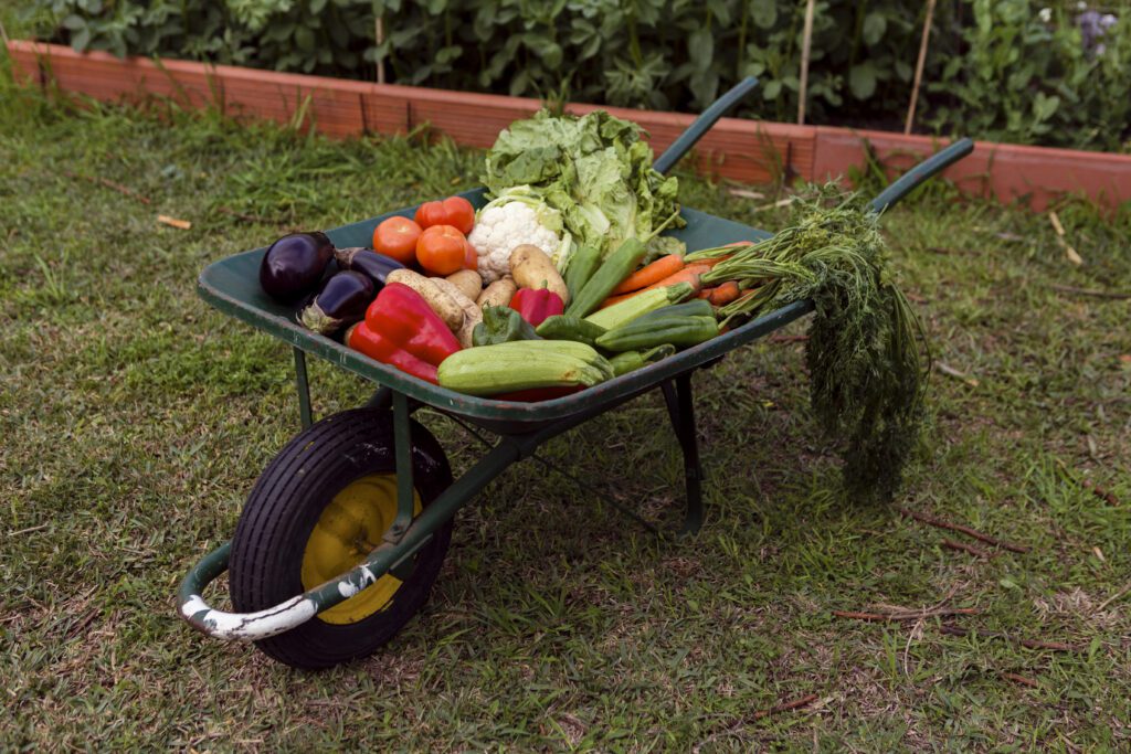 kitchen garden