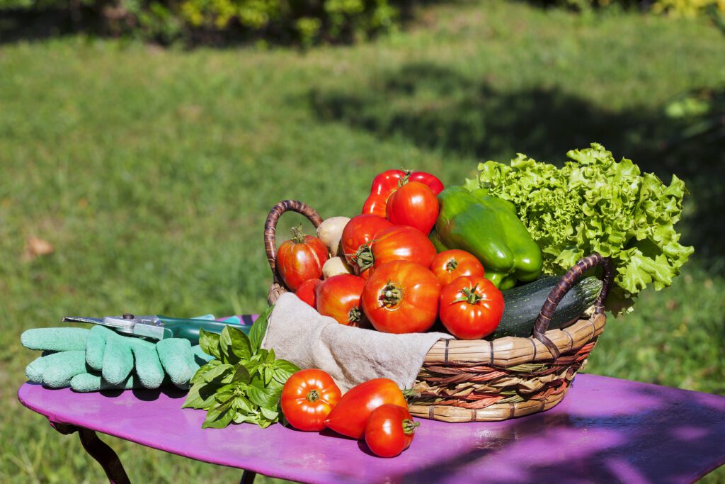 kitchen garden